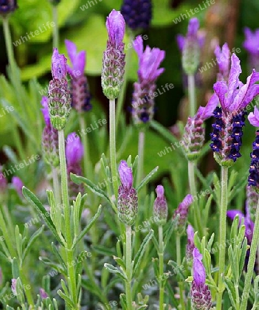 Lavendel