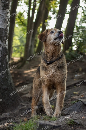 Hund in den Bergen