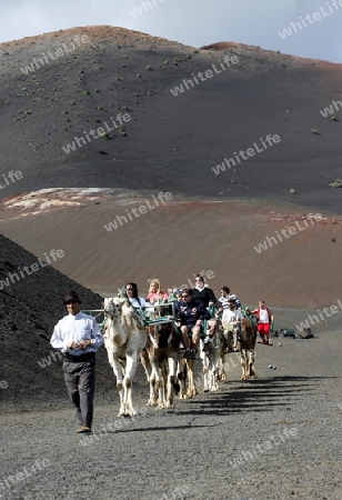 a camel trip in the Vulkan National Park Timanfaya on the Island of Lanzarote on the Canary Islands of Spain in the Atlantic Ocean. on the Island of Lanzarote on the Canary Islands of Spain in the Atlantic Ocean.
