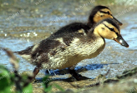 junge ente am strand