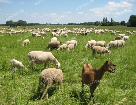 Ziege unter Schaffen