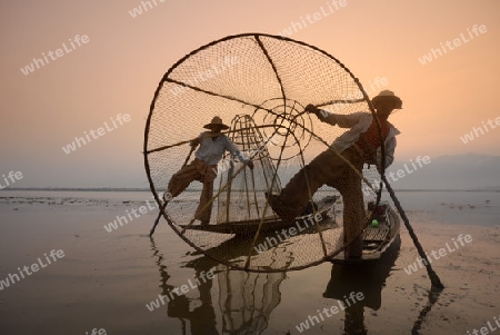 Fishermen at sunrise in the Landscape on the Inle Lake in the Shan State in the east of Myanmar in Southeastasia.