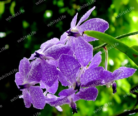 orchidee