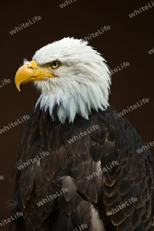 Seeadler