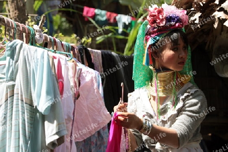 Eine Traditionell gekleidete Langhals Frau eines Paudang Stammes aus Burma lebt in einem Dorf noerdlich von Chiang Mai in Nord Thailand.