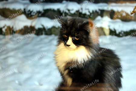 Katze im Winter