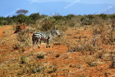 Safari