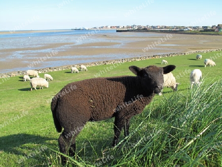 Ich m?cht?ein Schaf auf Amrum sein.....