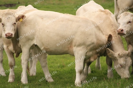 WhiteCows