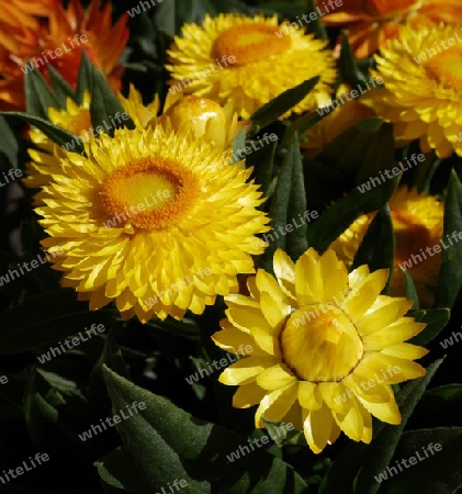 Strohblumen