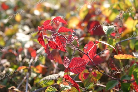 Herbstlaub