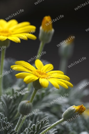 Kammfoermiger Euryops (Euryops pectinatus) S?dafrika