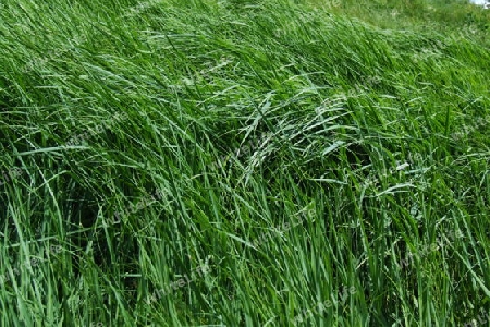 Gras