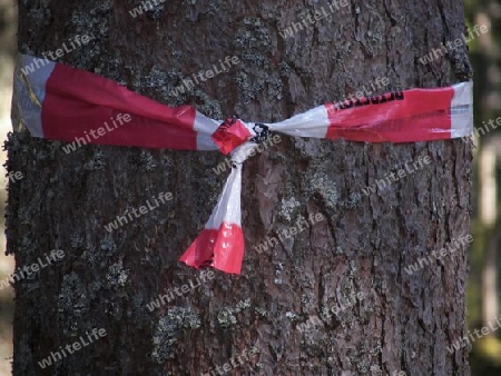 baum mit bauchbinde