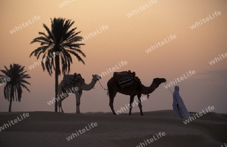 Ein Beduine mit seinen Kamelen in der Sahara Wueste bei Douz im zentralen sueden in Tunesien in Nordafrika.