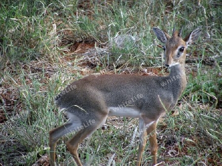 Kirk-Dikdik, Antilope, Savanne, klein, in, Tsavo, Ost, Kenya, Kenia, Afrika