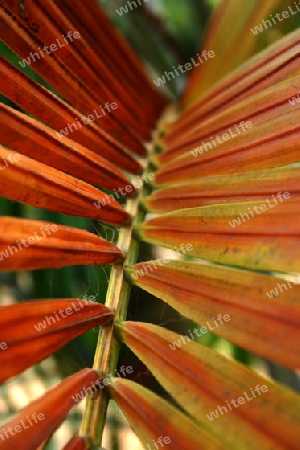 Dypsis Cabadae