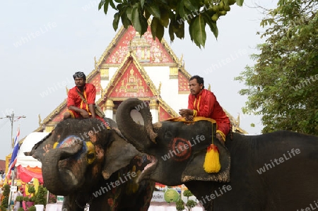 Das Songkran Fest oder Wasserfest zum Thailaendischen Neujahr ist im vollem Gange in Ayutthaya noerdlich von Bangkok in Thailand in Suedostasien.  