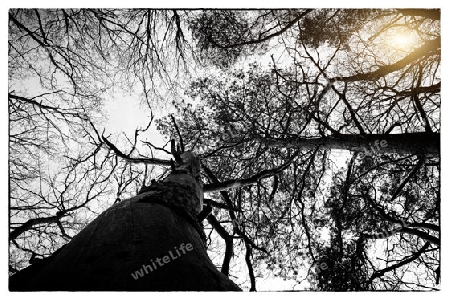 Deciduous forest in autumn