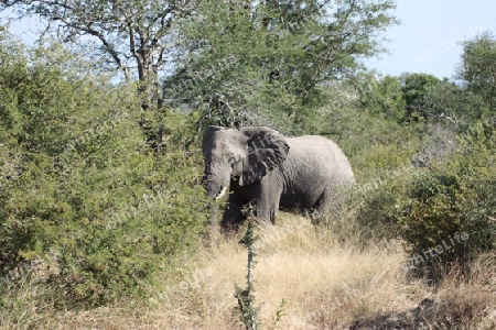 Elefant Kr?ger Nationalpark