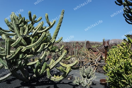 Kaktusgarten auf Lanzarote