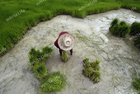 Reisfelder und Landwirtschaft in der Provinz Amnat Charoen nordwestlich von Ubon Ratchathani im nordosten von Thailand in Suedostasien.