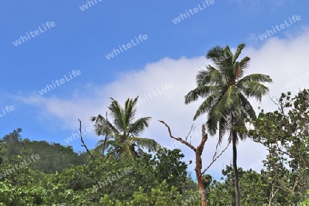 Beautiful palm trees at the beach on the tropical paradise islands Seychelles