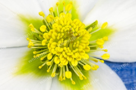 Christrose-Helleborus niger(Praecox) auf blauem Hintergrund