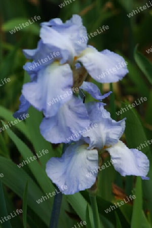 Iris Lilie auf der Insel