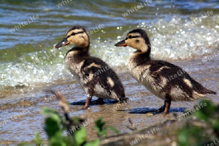 junge enten am strand