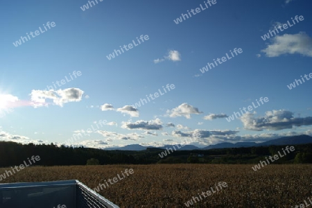 maisfeld vor der ernte