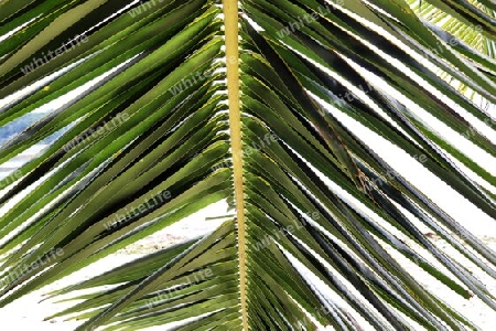 Beautiful palm trees at the beach on the tropical paradise islands Seychelles