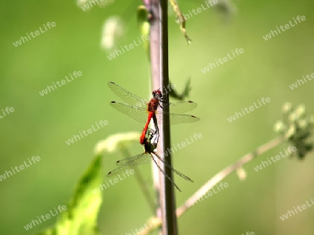 Blutrote Heidelibelle,  Sympetrum sanguineum, Paarung