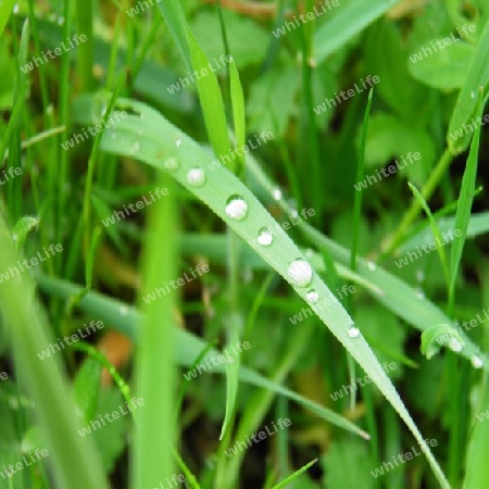 Waterdrops