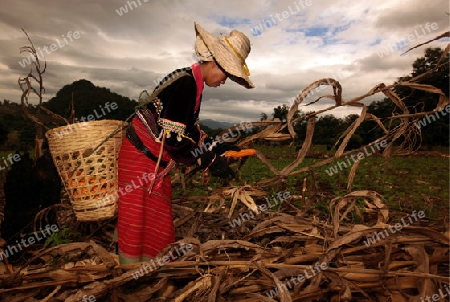 Traditionell gekleidete Frau von einem Stamm der Dara-Ang bei ernten von Maiskolben in einem Maisfeld beim Dof Chiang Dao noerdlich von Chiang Mai im Norden von Thailand. 