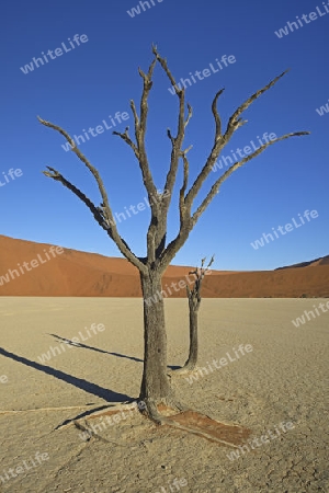 Kameldornb?ume (Acacia erioloba), auch Kameldorn oder Kameldornakazie im letzten Abendlicht,  Namib Naukluft Nationalpark, Deadvlei, Dead Vlei, Sossusvlei, Namibia, Afrika