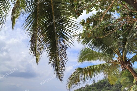 Beautiful palm trees at the beach on the tropical paradise islands Seychelles