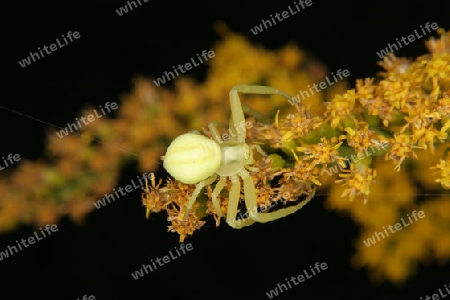 Veraenderliche Krabbenspinne (Misumena vatia)- Weibchen auf einer Bluete