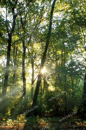 sonnenstrahl im berliner tiergarten