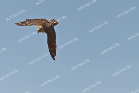 Adler beim ?bungsflug - Falknerei