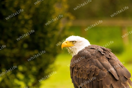 Wei?kopf-Seeadler