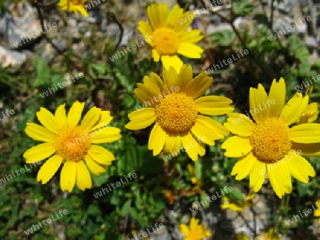 Gelbe Wildblumen, Goldtaler