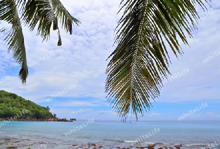 Beautiful palm trees at the beach on the tropical paradise islands Seychelles