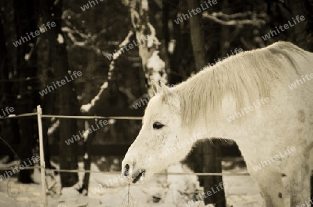 Schimmel im Schnee