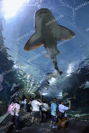 Das Siam Ocean World Aquarium in der Hauptstadt Bangkok von Thailand in Suedostasien.