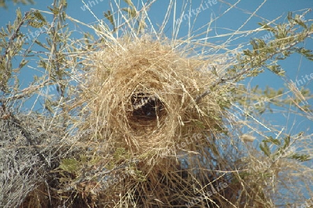 Webervogelnest