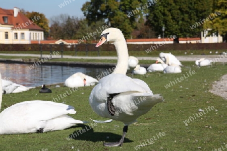 Ruhender Schwan