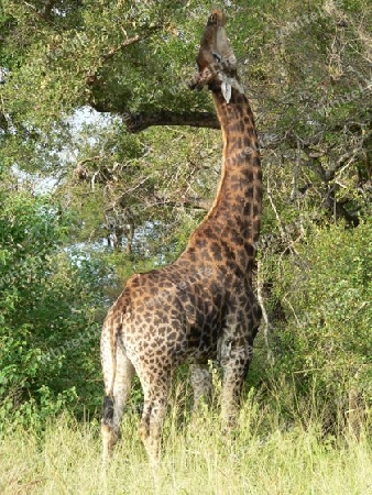 Giraffe beim Fressen