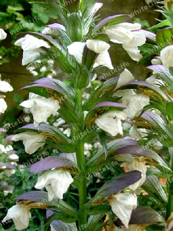 Akantus - Acanthus mollis