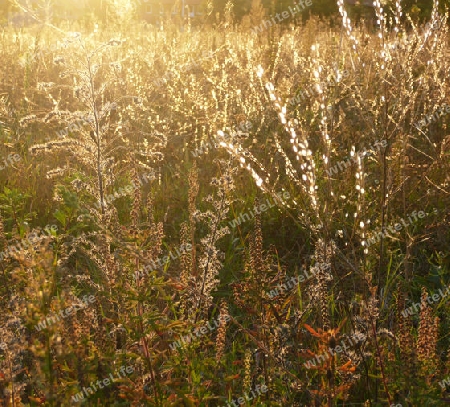 Wiese im Gegenlicht